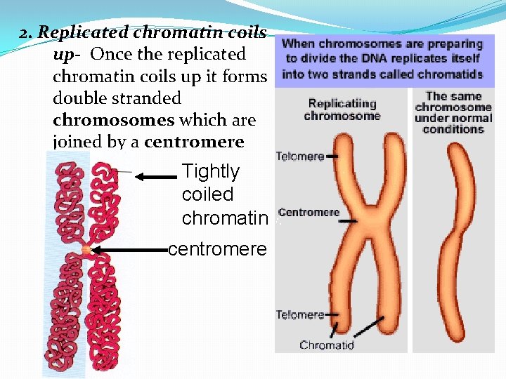 2. Replicated chromatin coils up- Once the replicated chromatin coils up it forms double