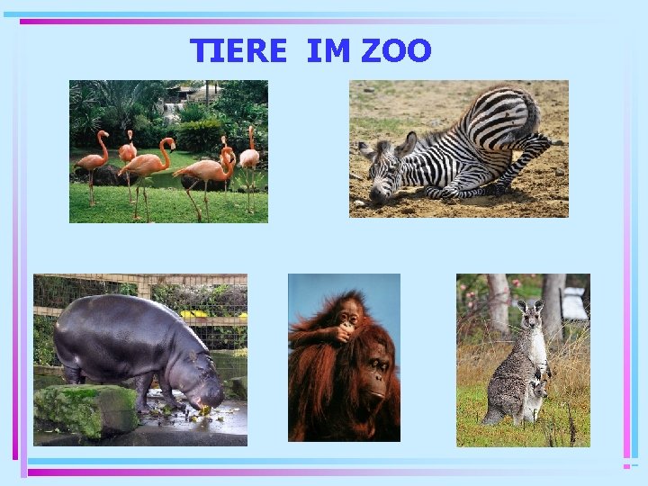 TIERE IM ZOO 