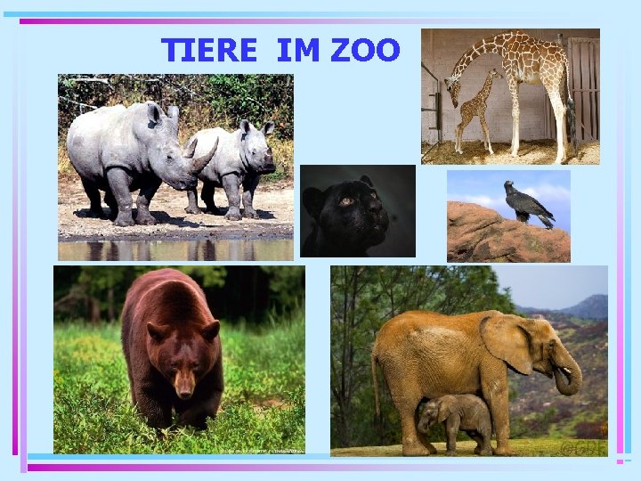 TIERE IM ZOO 
