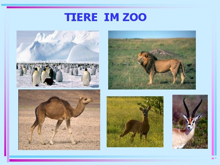 TIERE IM ZOO 