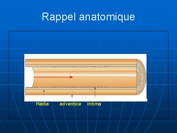 Rappel anatomique Média adventice intima 