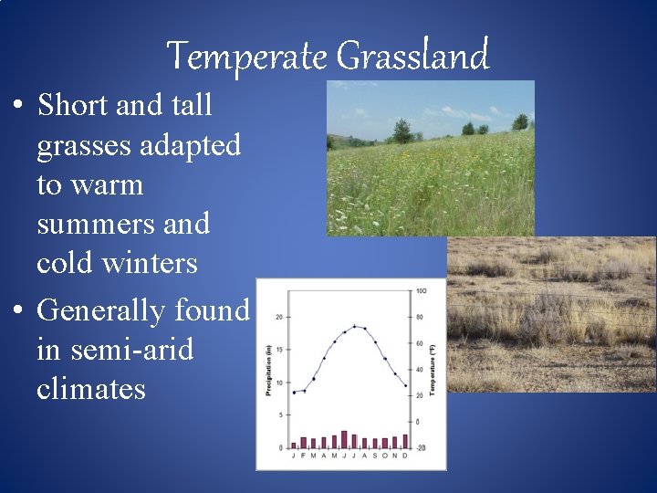 Temperate Grassland • Short and tall grasses adapted to warm summers and cold winters