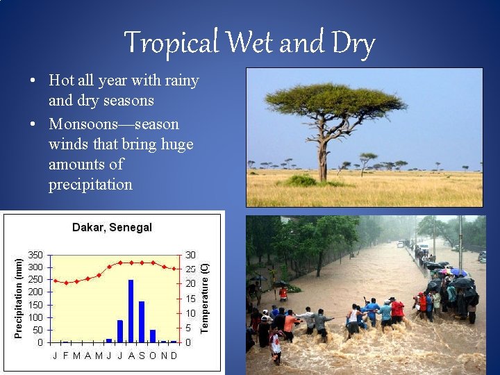 Tropical Wet and Dry • Hot all year with rainy and dry seasons •