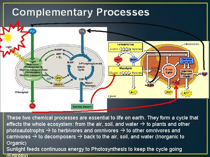 Complementary Processes These two chemical processes are essential to life on earth. They form
