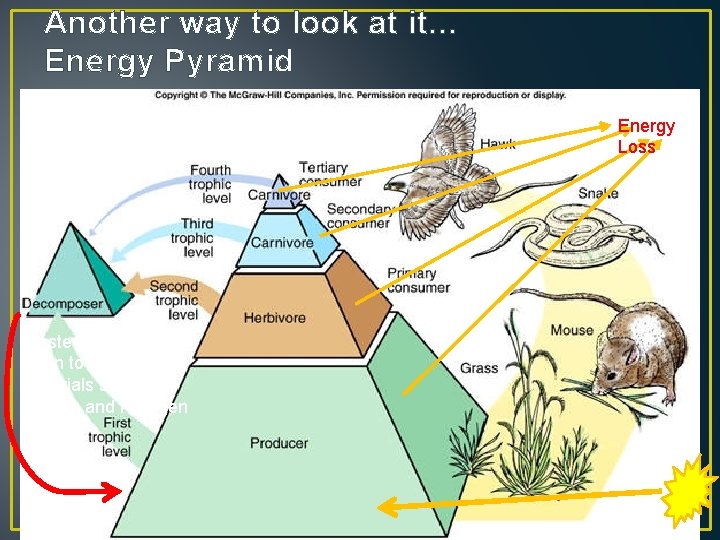 Another way to look at it… Energy Pyramid Energy Loss Waste is broken down