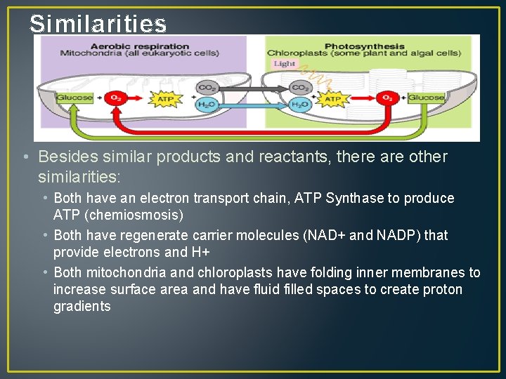 Similarities • Besides similar products and reactants, there are other similarities: • Both have