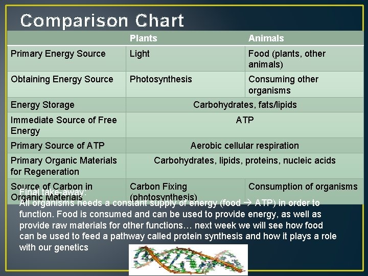 Comparison Chart Plants Animals Primary Energy Source Light Food (plants, other animals) Obtaining Energy