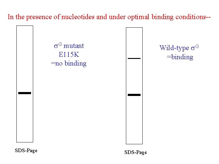 In the presence of nucleotides and under optimal binding conditions-- G mutant E 115