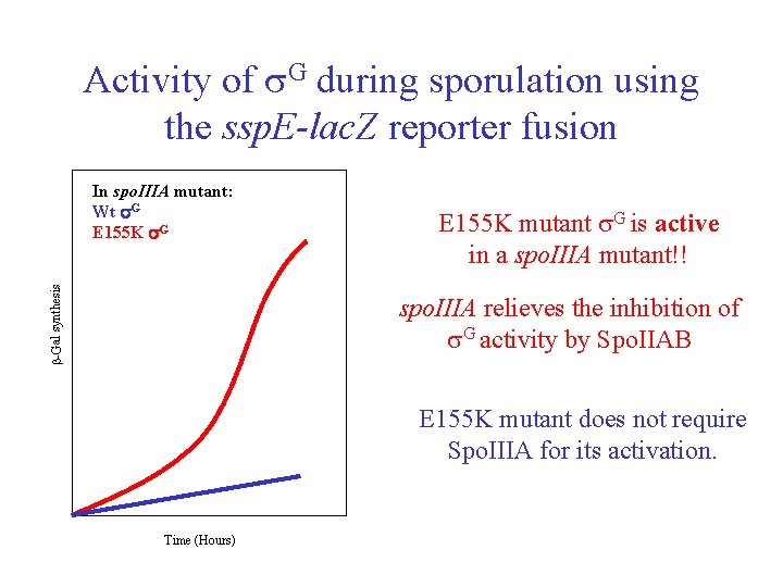 Activity of G during sporulation using the ssp. E-lac. Z reporter fusion -Gal synthesis