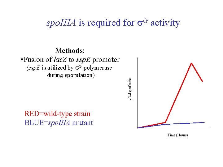 spo. IIIA is required for G activity Methods: • Fusion of lac. Z to