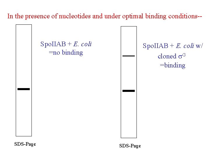 In the presence of nucleotides and under optimal binding conditions-- Spo. IIAB + E.