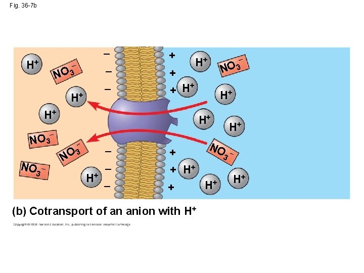 Fig. 36 -7 b _ H+ − NO 3 _ _ H+ + +