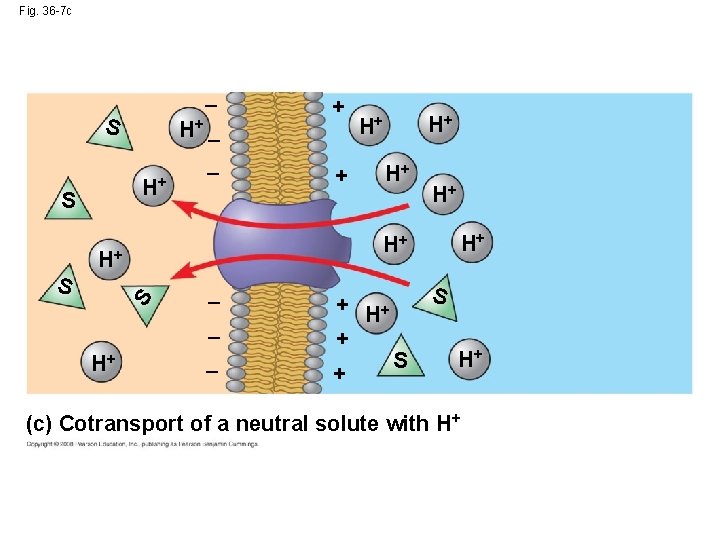 Fig. 36 -7 c _ S H+ S _ + H+ _ _ H+