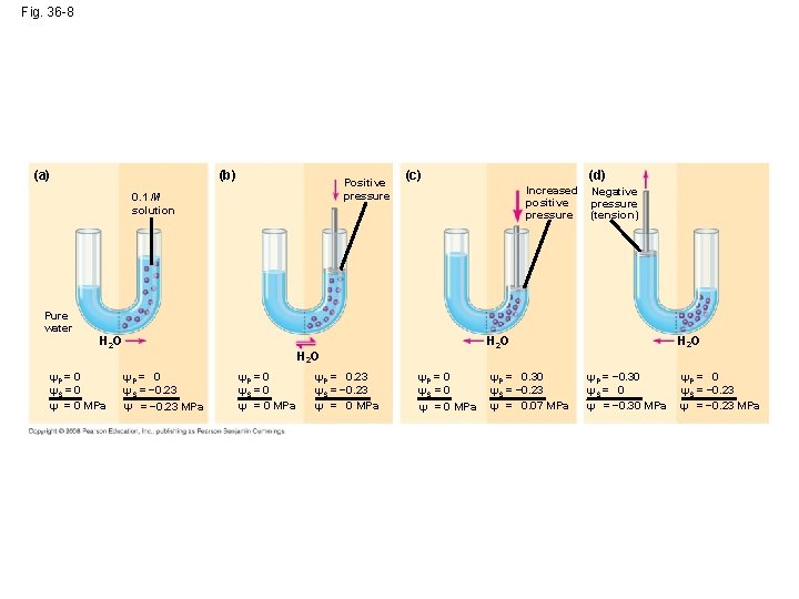 Fig. 36 -8 (a) (b) Positive pressure 0. 1 M solution (d) (c) Increased