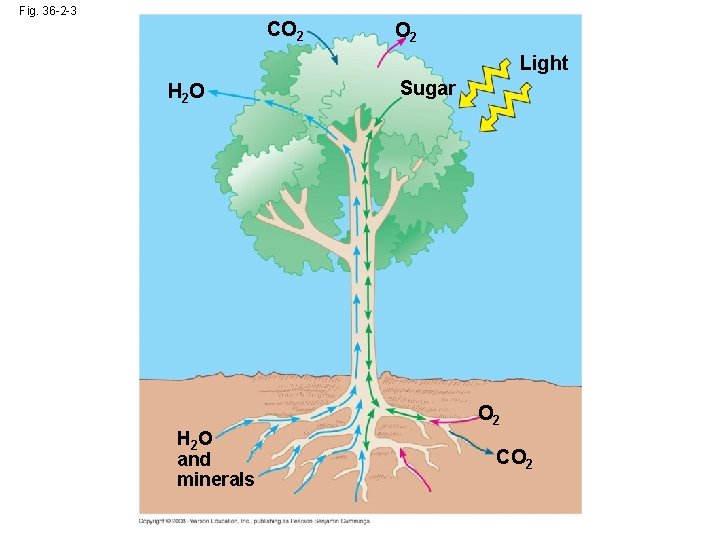 Fig. 36 -2 -3 CO 2 Light H 2 O and minerals Sugar O