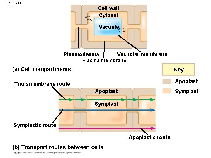 Fig. 36 -11 Cell wall Cytosol Vacuole Plasmodesma Vacuolar membrane Plasma membrane (a) Cell