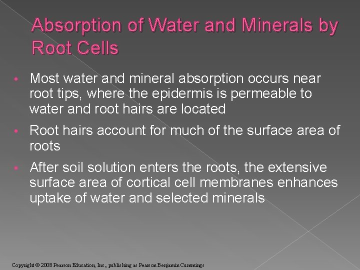 Absorption of Water and Minerals by Root Cells • Most water and mineral absorption