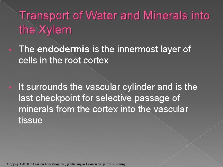 Transport of Water and Minerals into the Xylem • The endodermis is the innermost