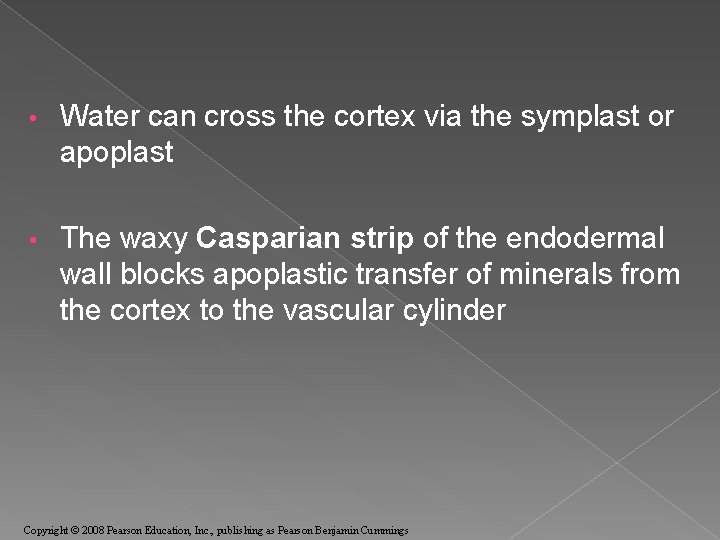  • Water can cross the cortex via the symplast or apoplast • The