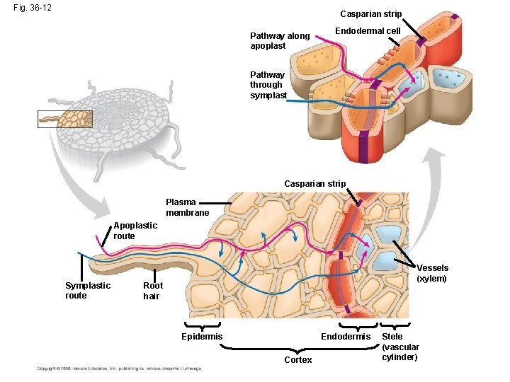 Fig. 36 -12 Casparian strip Pathway along apoplast Endodermal cell Pathway through symplast Casparian