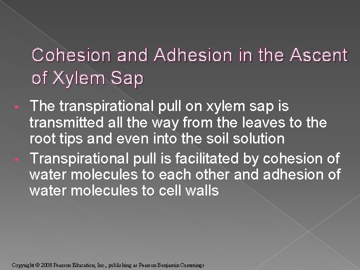 Cohesion and Adhesion in the Ascent of Xylem Sap The transpirational pull on xylem