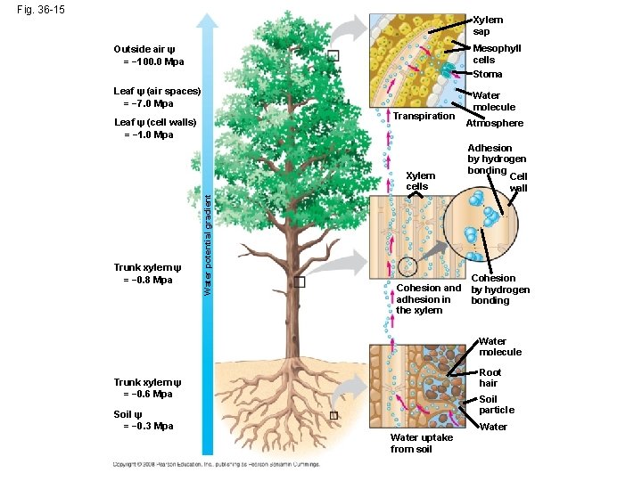 Fig. 36 -15 Xylem sap Outside air ψ = − 100. 0 Mpa Mesophyll