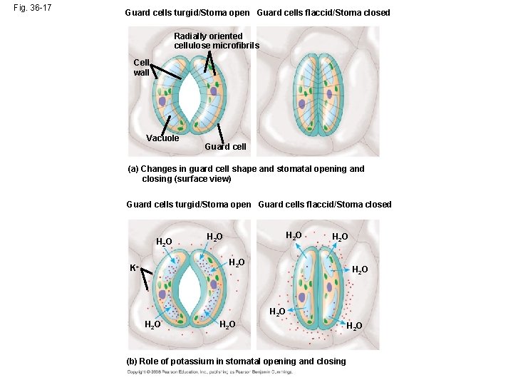 Fig. 36 -17 Guard cells turgid/Stoma open Guard cells flaccid/Stoma closed Radially oriented cellulose