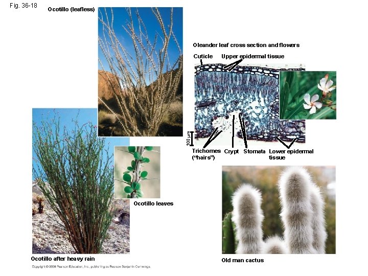 Fig. 36 -18 Ocotillo (leafless) Oleander leaf cross section and flowers Upper epidermal tissue