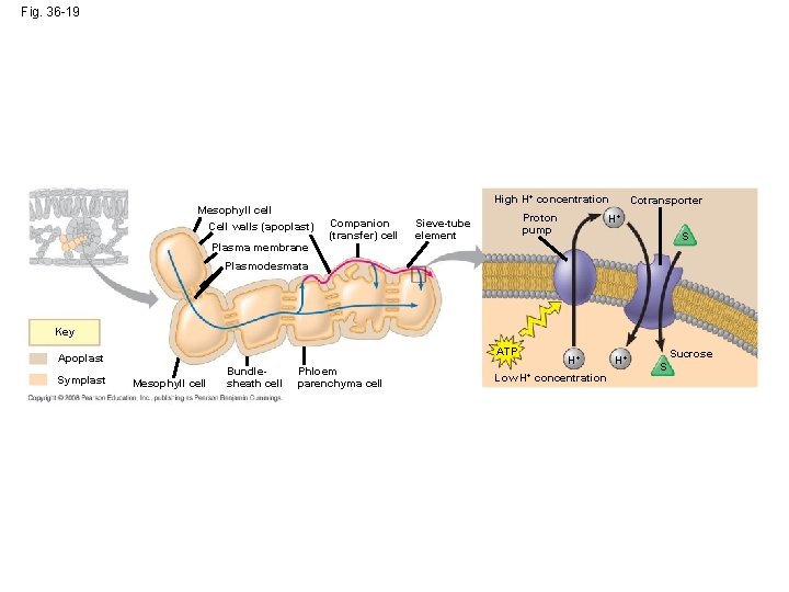 Fig. 36 -19 Mesophyll cell Cell walls (apoplast) Plasma membrane High H+ concentration Companion