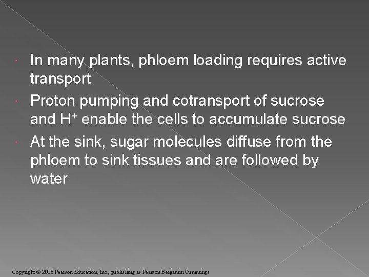 In many plants, phloem loading requires active transport Proton pumping and cotransport of sucrose