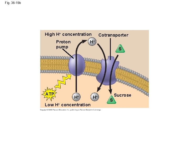 Fig. 36 -19 b High H+ concentration Proton pump ATP Low H+ S H+