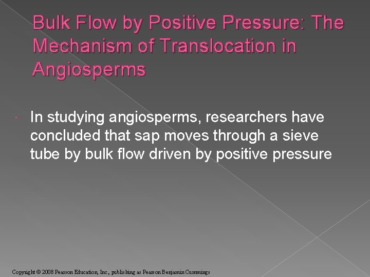 Bulk Flow by Positive Pressure: The Mechanism of Translocation in Angiosperms In studying angiosperms,