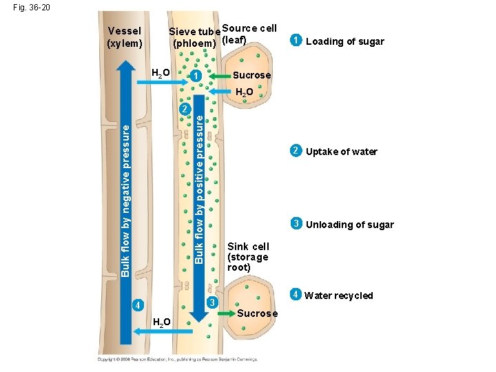 Fig. 36 -20 Vessel (xylem) Sieve tube Source cell (phloem) (leaf) H 2 O