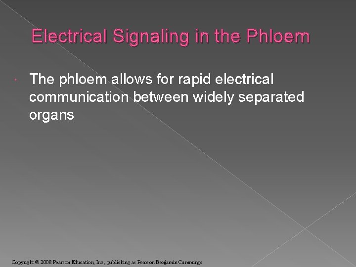 Electrical Signaling in the Phloem The phloem allows for rapid electrical communication between widely