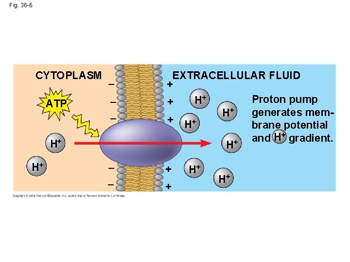 Fig. 36 -6 CYTOPLASM _ ATP _ _ H+ H+ _ _ EXTRACELLULAR FLUID