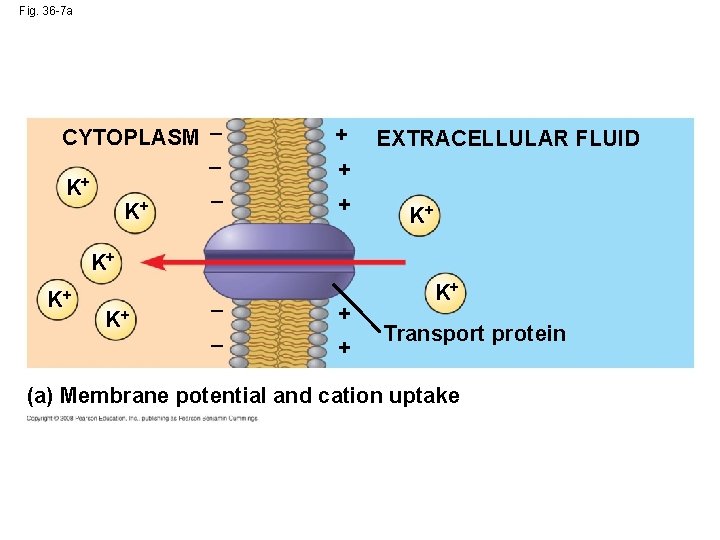 Fig. 36 -7 a CYTOPLASM K+ K+ _ _ _ + EXTRACELLULAR FLUID +