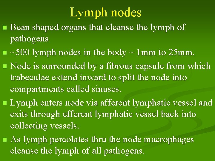 Lymph nodes Bean shaped organs that cleanse the lymph of pathogens n ~500 lymph