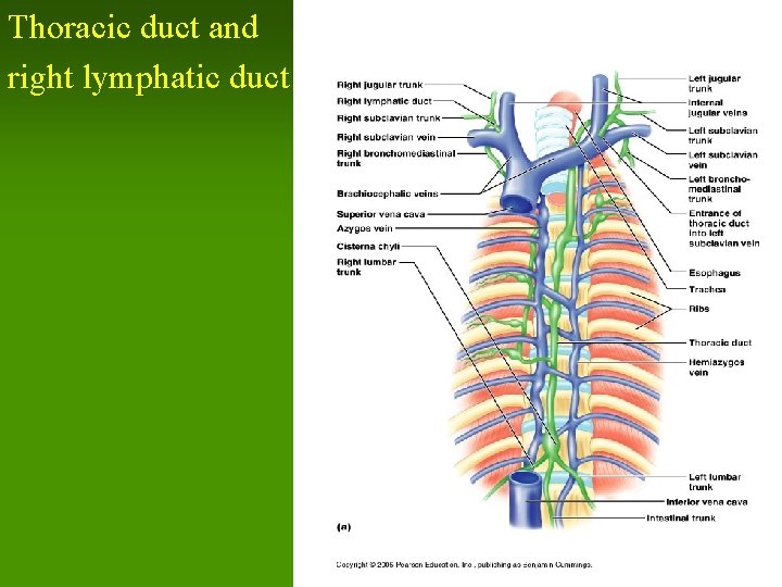 Thoracic duct and right lymphatic duct 