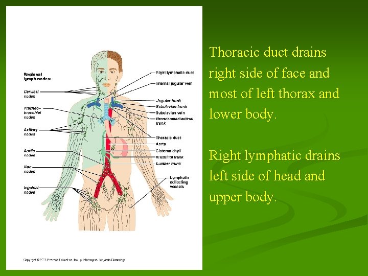 Thoracic duct drains right side of face and most of left thorax and lower