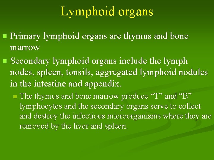 Lymphoid organs Primary lymphoid organs are thymus and bone marrow n Secondary lymphoid organs