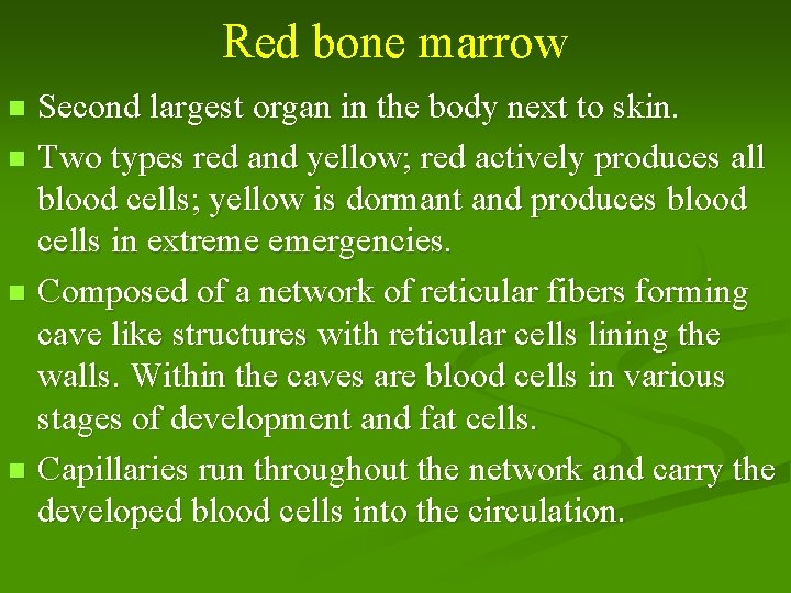 Red bone marrow Second largest organ in the body next to skin. n Two