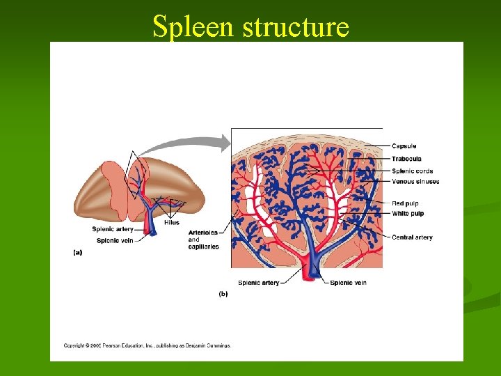 Spleen structure 