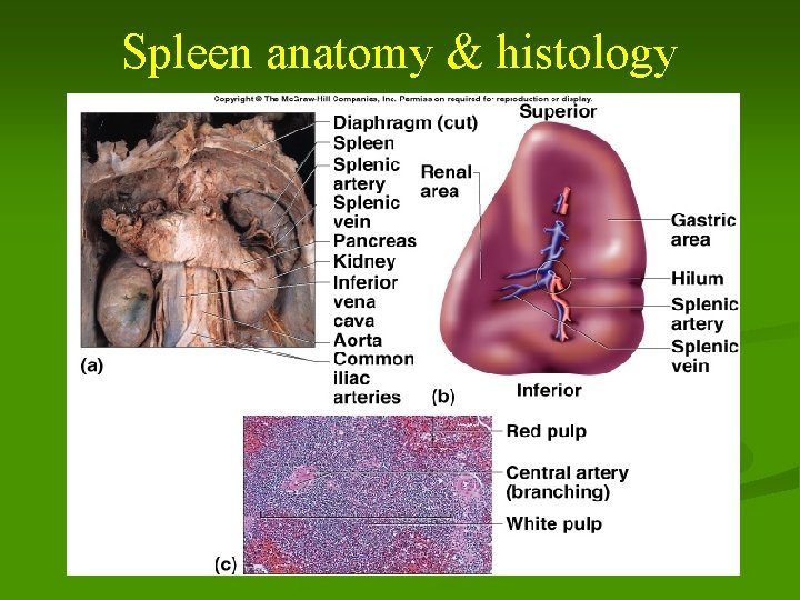 Spleen anatomy & histology 