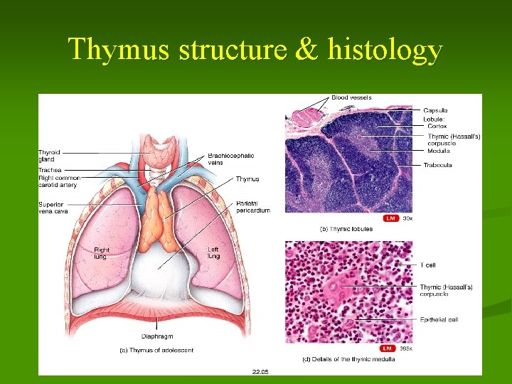 Thymus structure & histology 