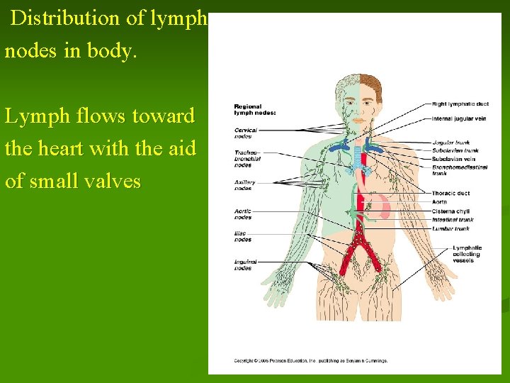 Distribution of lymph nodes in body. Lymph flows toward the heart with the aid