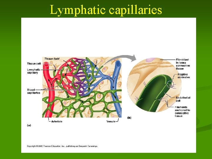 Lymphatic capillaries 