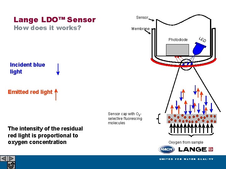 Lange LDO™ Sensor How does it works? Sensor Membrane Photodiode LE D Incident blue