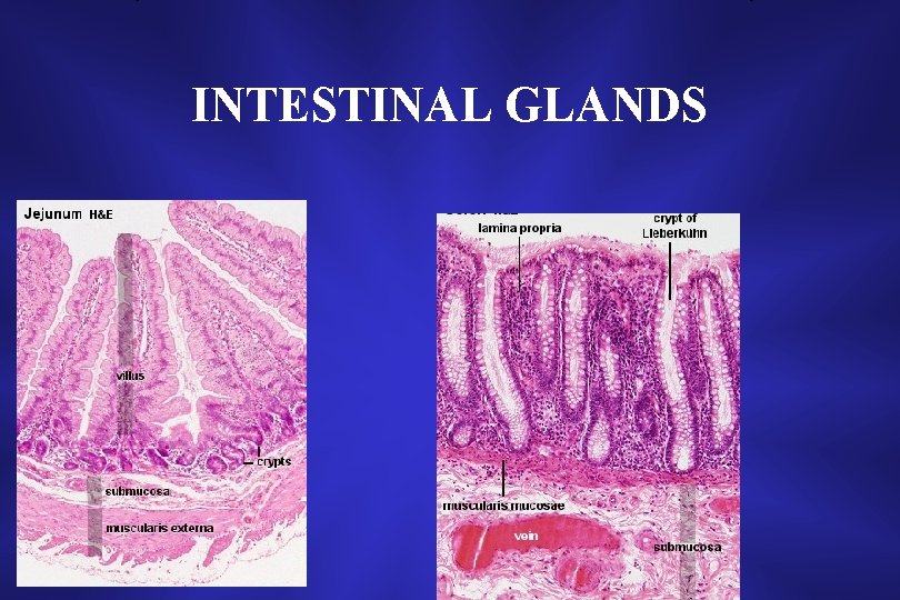 INTESTINAL GLANDS 