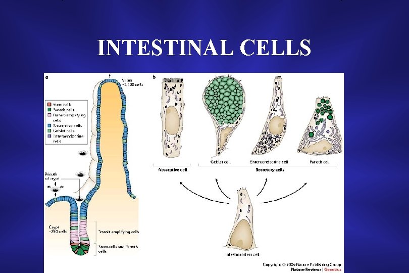 INTESTINAL CELLS 