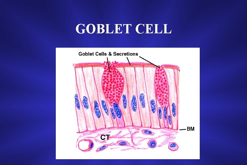 GOBLET CELL 